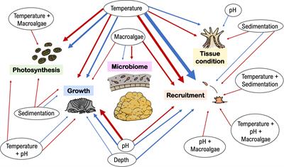 Win some, lose some: The ecophysiology of Porites astreoides as a key coral species to Caribbean reefs